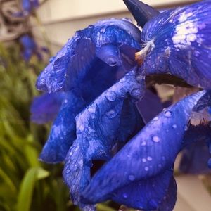 Meet your Posher, Isabel